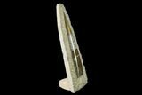 Fossil Orthoceras Sculpture - Tall - Morocco #136414-1